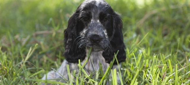 Pupmates - Find your puppy online