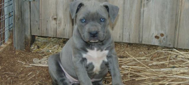 Pupmates - Find your puppy online