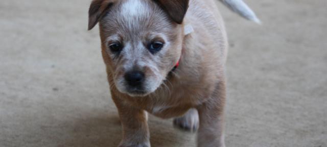 Pupmates - Find your puppy online